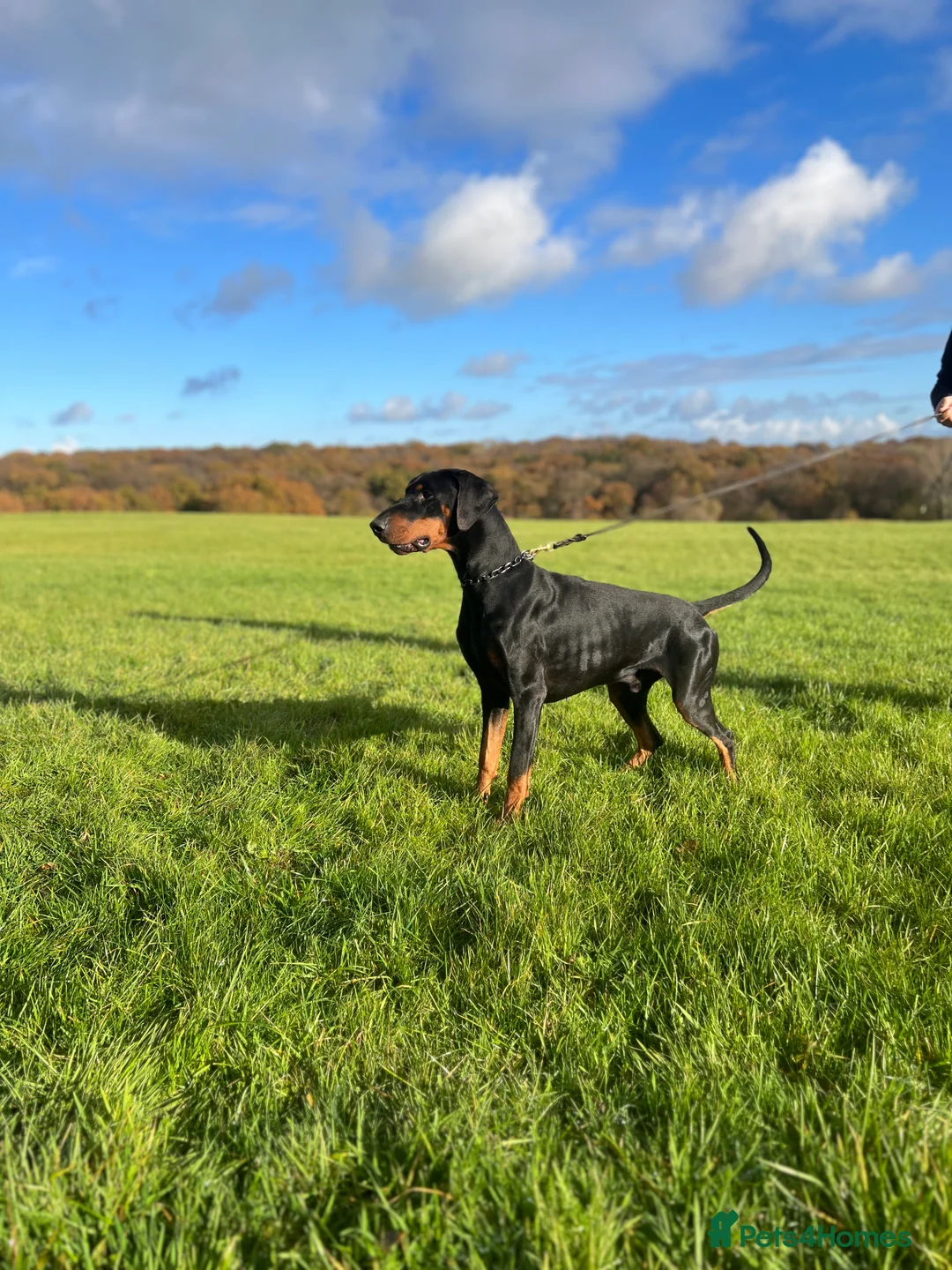 Dobermann dogs for stud: Elite Dobermann Stud Available  in Skegness - Advert 1
