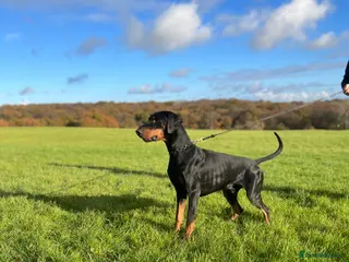 Dobermann dogs Elite Dobermann Stud Available in Skegness - Advert 18
