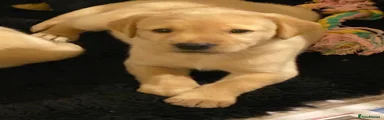Labrador Retriever Puppy 1