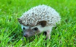 Pygmy Hedgehog rodents for sale: African Pygmy Hedgehog Hoglets  - Image 12