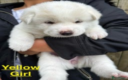 Japanese Akita Inu dogs for sale: Beautiful Japanese Akita Inu Puppies 2boys/2girls - Image 14