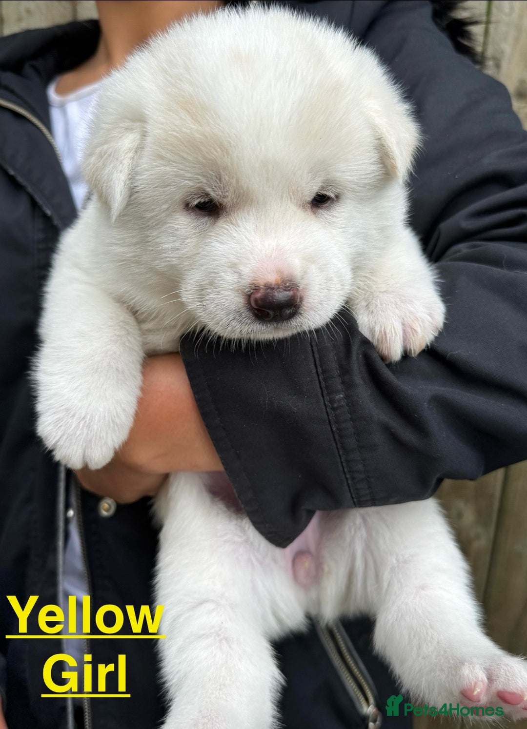 Japanese Akita Inu dogs for sale: Beautiful Japanese Akita Inu Puppies 2boys/2girls - Image 14