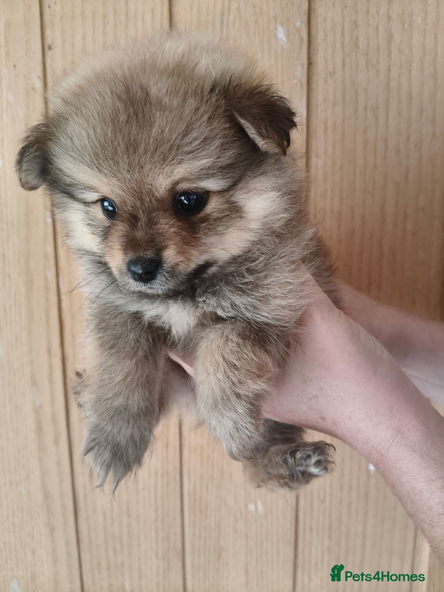 Pomeranian dogs Pomeranian Puppies wolf Sable Toy Fluffy Bears 🧸 - Advert 14