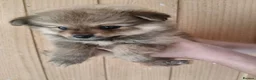 Pomeranian dogs for sale: Teddy Bear Pomeranians Eye Catching 🧸🧸🧸 - Advert 11