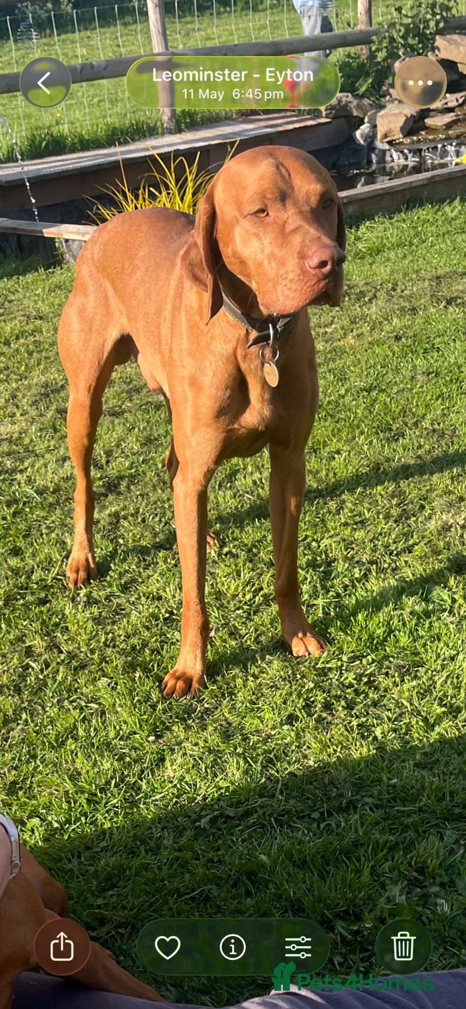 Hungarian Vizsla dogs Hungarian viszla stud - Advert 2