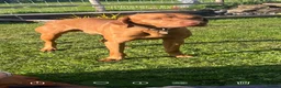 Hungarian Vizsla dogs for stud: Hungarian viszla stud in Leominster - Advert 1