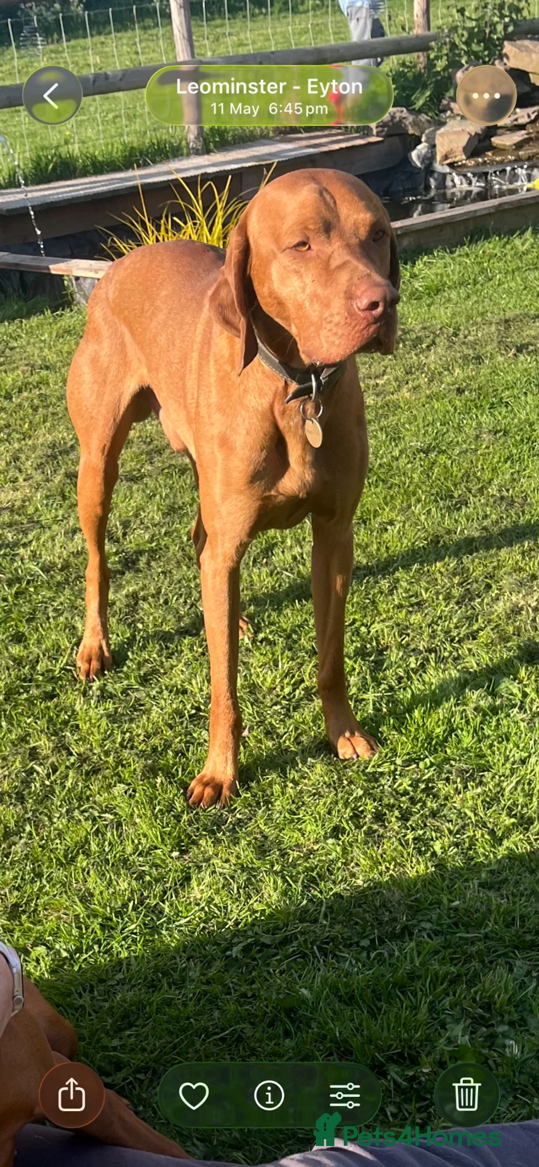 Hungarian Vizsla dogs for stud: Hungarian viszla stud in Leominster - Advert 1