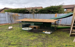 Mixed Breed rabbits for sale: 2 x bonded female rabbits  - Advert 7