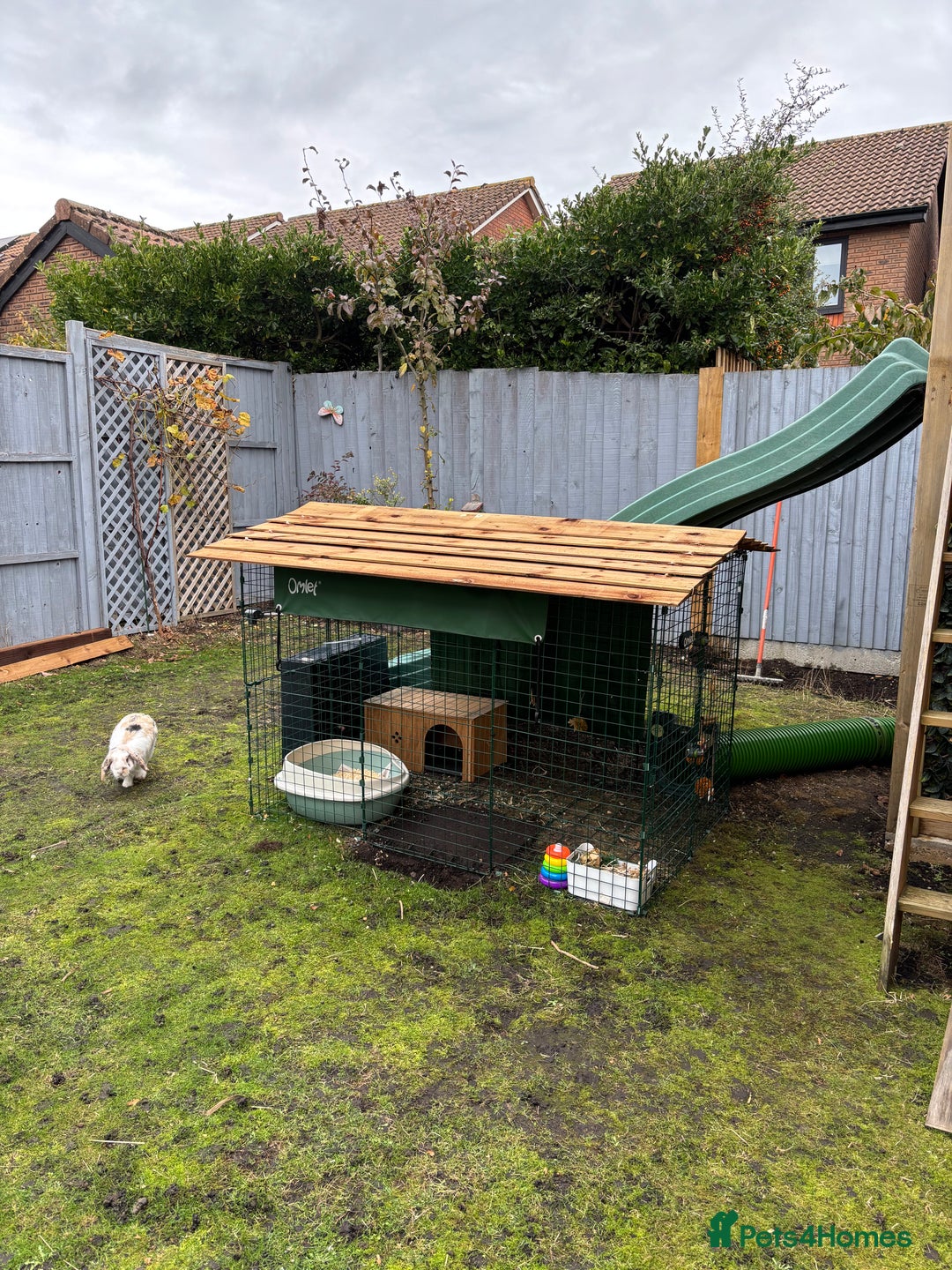 Mixed Breed rabbits for sale: 2 x bonded female rabbits  - Advert 7