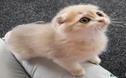 Scottish Fold cats for sale: TICA Registered Scottish Fold Two Spayed Kittens  - Image 22