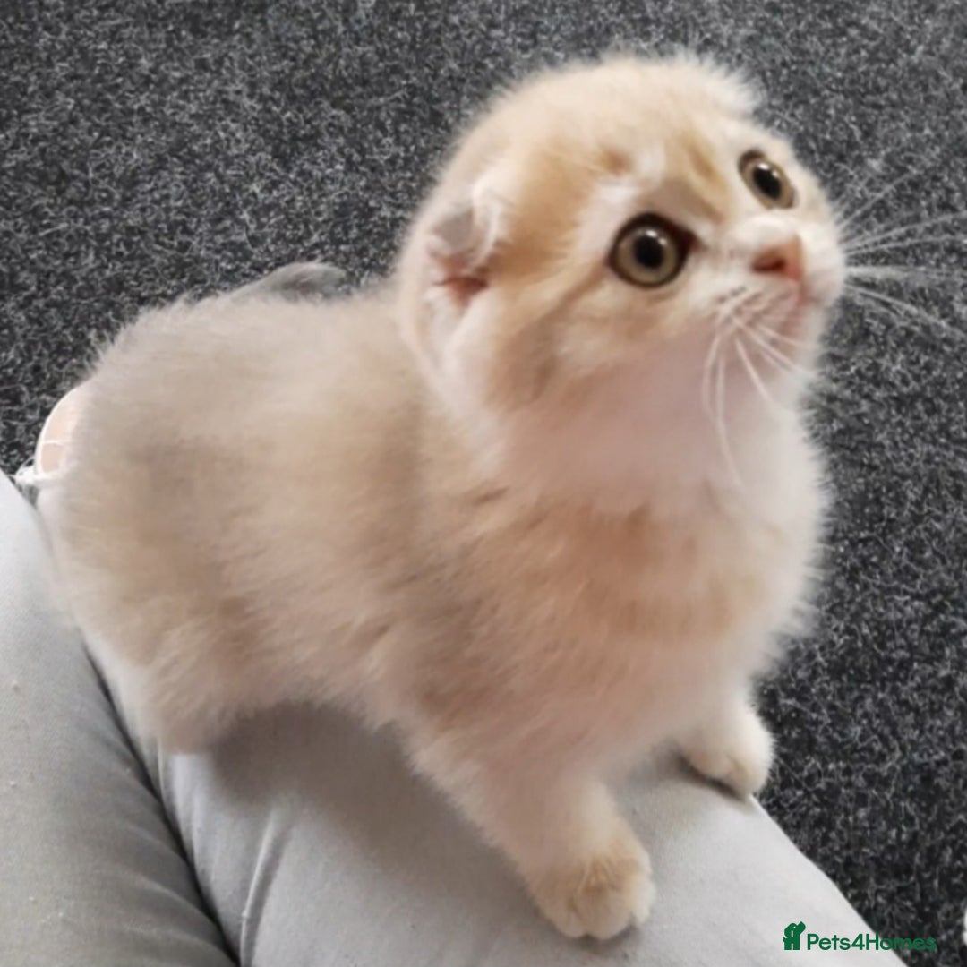 Scottish Fold cats for sale: TICA Registered Scottish Fold Two Spayed Kittens  - Image 22
