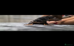 Dachshund dogs for sale: Beautiful puppies - Image 5
