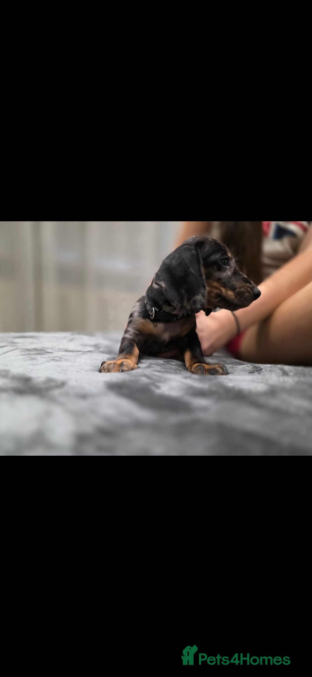 Dachshund dogs for sale: Beautiful puppies - Image 5