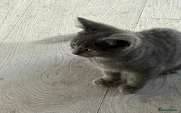 British Shorthair cats for sale: British blue short hair  - Image 1