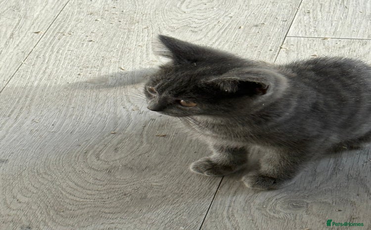 British Shorthair cats - Advert 11