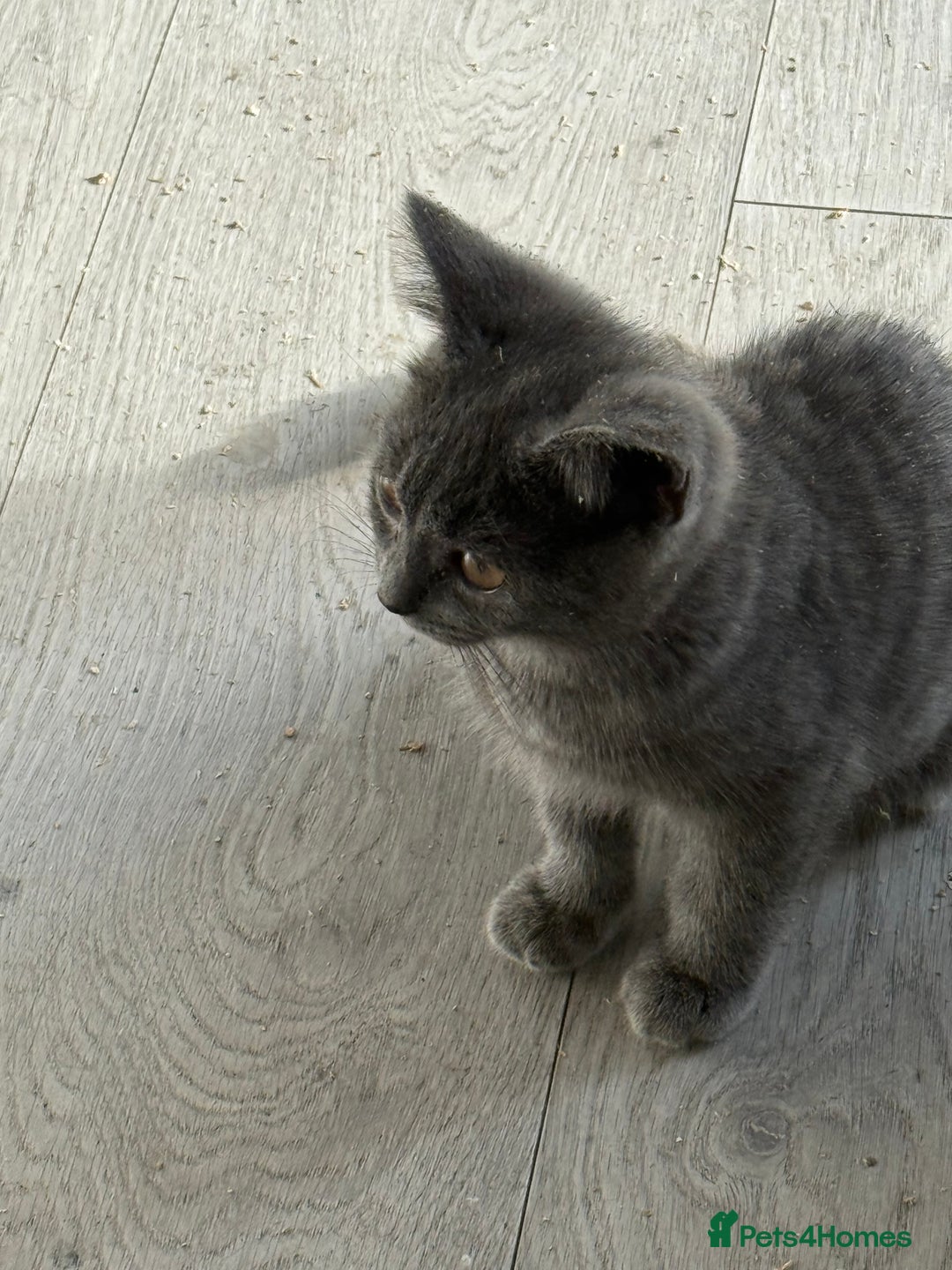 British Shorthair cats for sale: British blue short hair  - Image 1