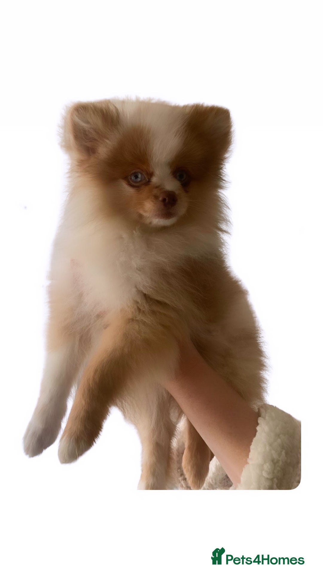 Pomeranian dogs for sale: 1 Male Pomeranian Puppy Left‼️ - Advert 3