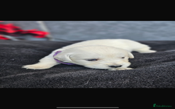 Golden Retriever dogs for sale: Gorgeous kc golden retrievers  - Image 4