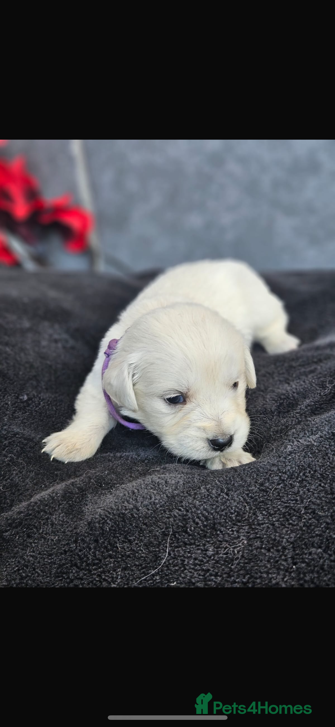 Golden Retriever dogs for sale: Gorgeous kc golden retrievers  - Image 4