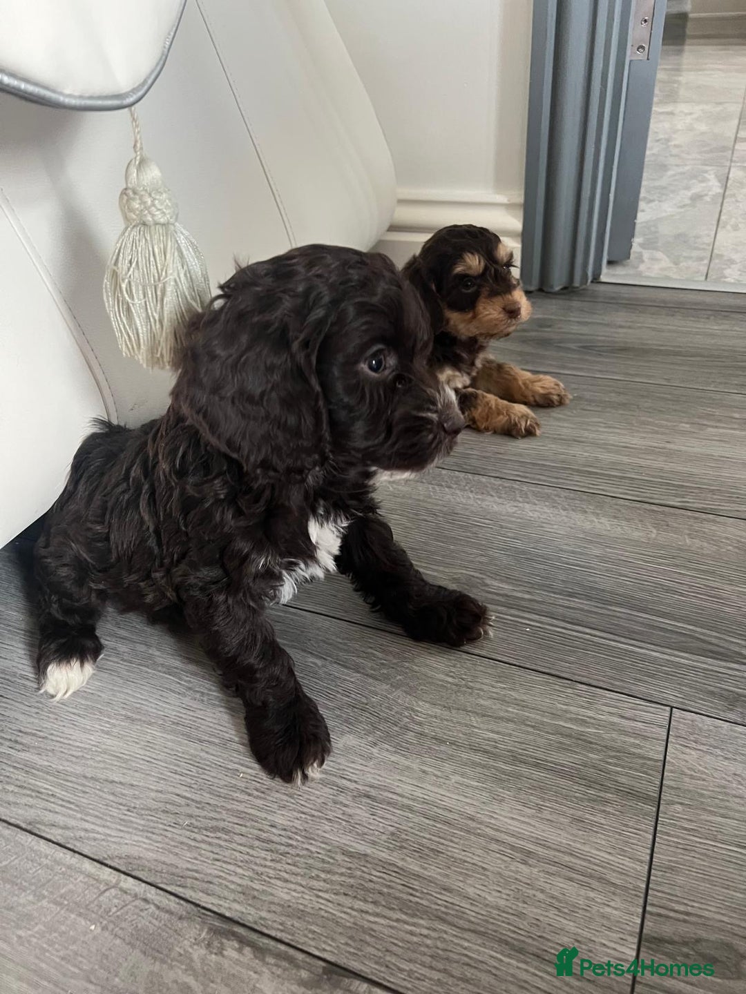 Cockapoo dogs for sale: Cocker poo puppies for sale  - Advert 5