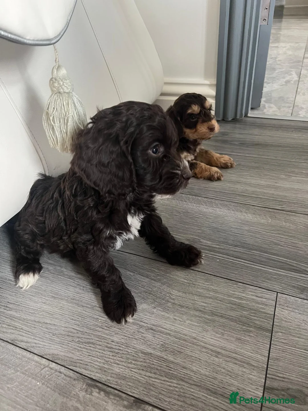 Cockapoo dogs for sale: Cocker poo puppies for sale  - Advert 8