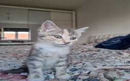 British Shorthair cats for sale: Half British Shorthair half fluffy  - Image 15
