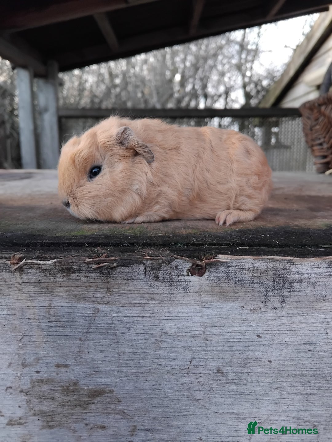Guinea Pig rodents for sale: Swiss, Dalmation, Self Chocolate Boys and Girls - Advert 11