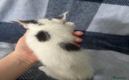 Mixed Breed cats for sale: Domestic cats  - Image 7
