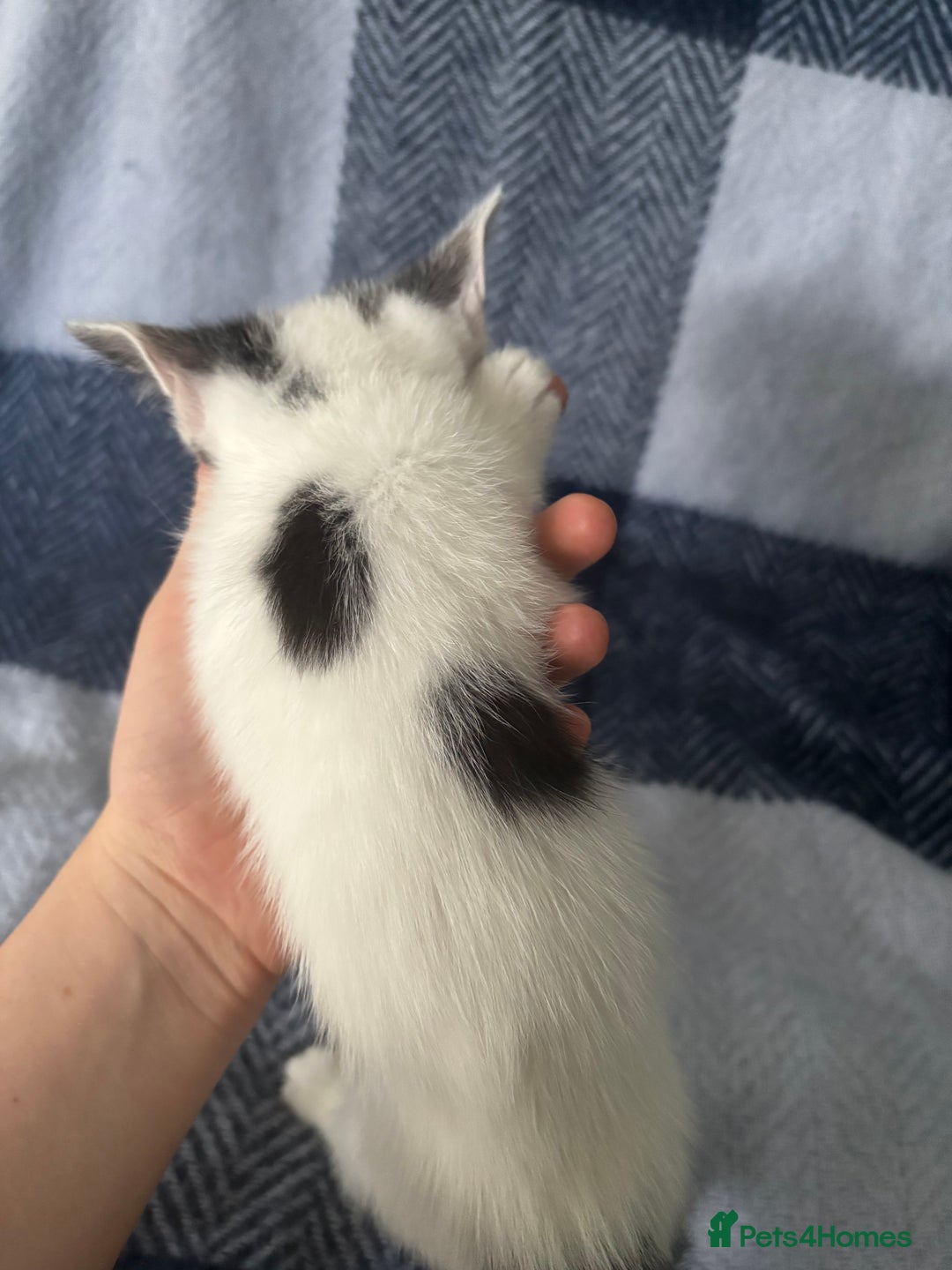 Mixed Breed cats for sale: Domestic cats  - Image 7