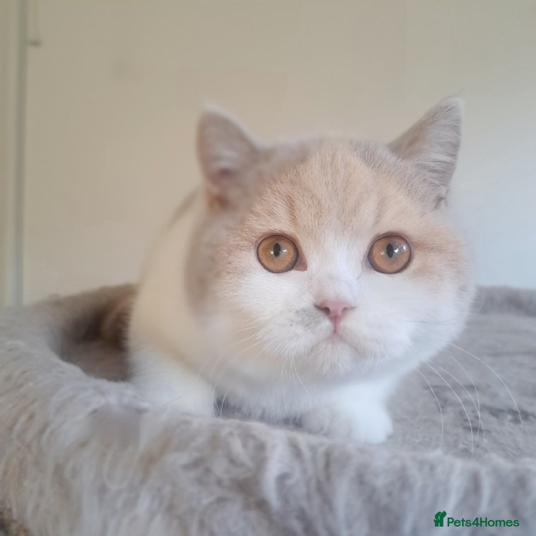 British Shorthair cats for sale: British Shorthair Fawn Tortie & White Female - Advert 4