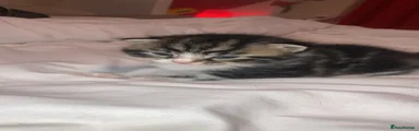 Mixed Breed Kitten 1