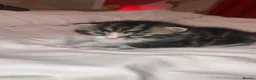 Mixed Breed cats for sale: Male kitten in Saint Austell - Advert 2