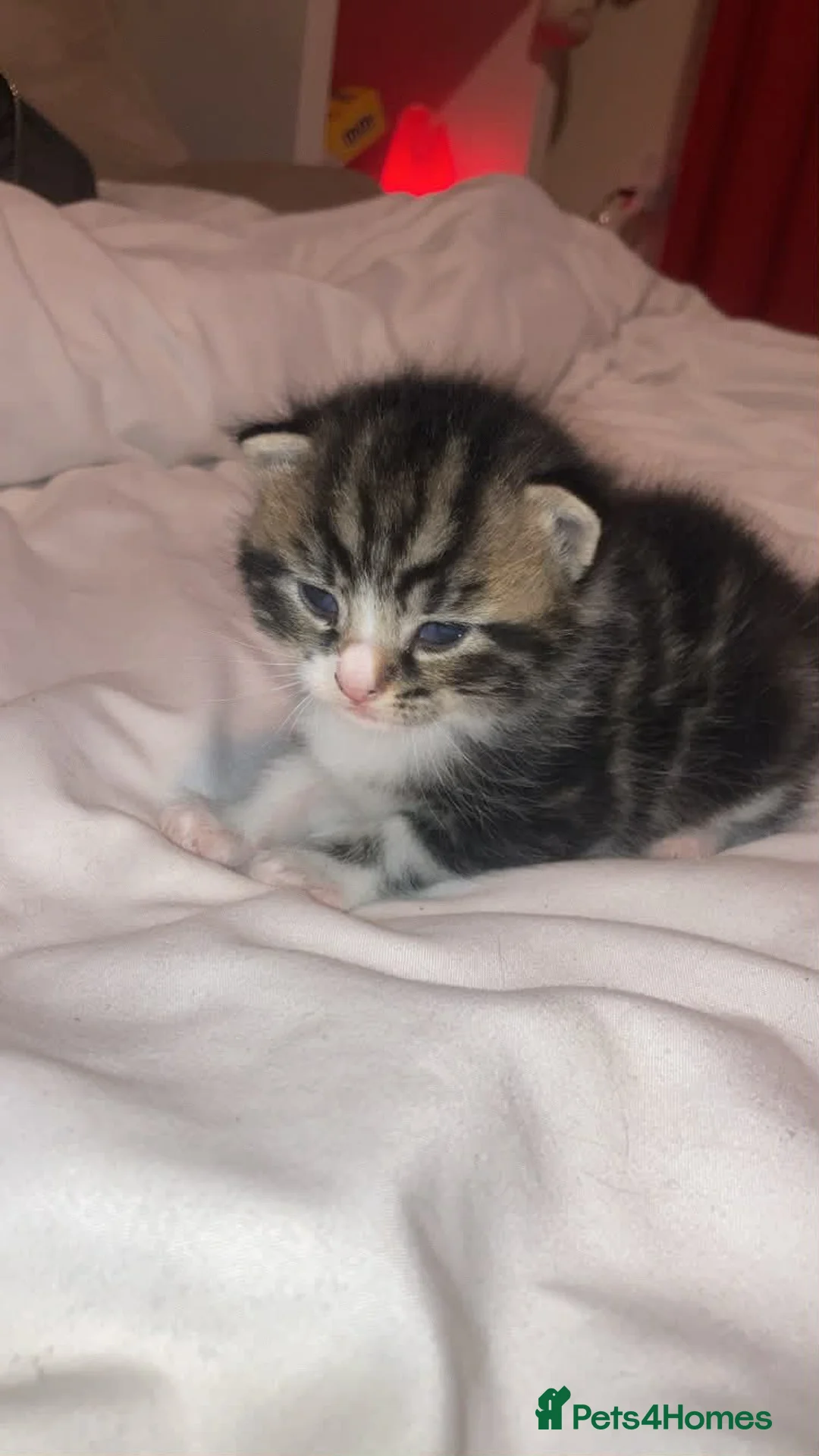 Mixed Breed cats for sale: Male kitten in Saint Austell - Advert 2