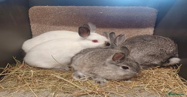 Netherland Dwarf rabbits - Advert 1