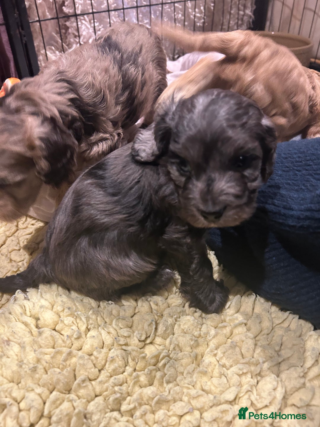 Cockapoo dogs for sale: Cockapoo puppies  - Advert 23