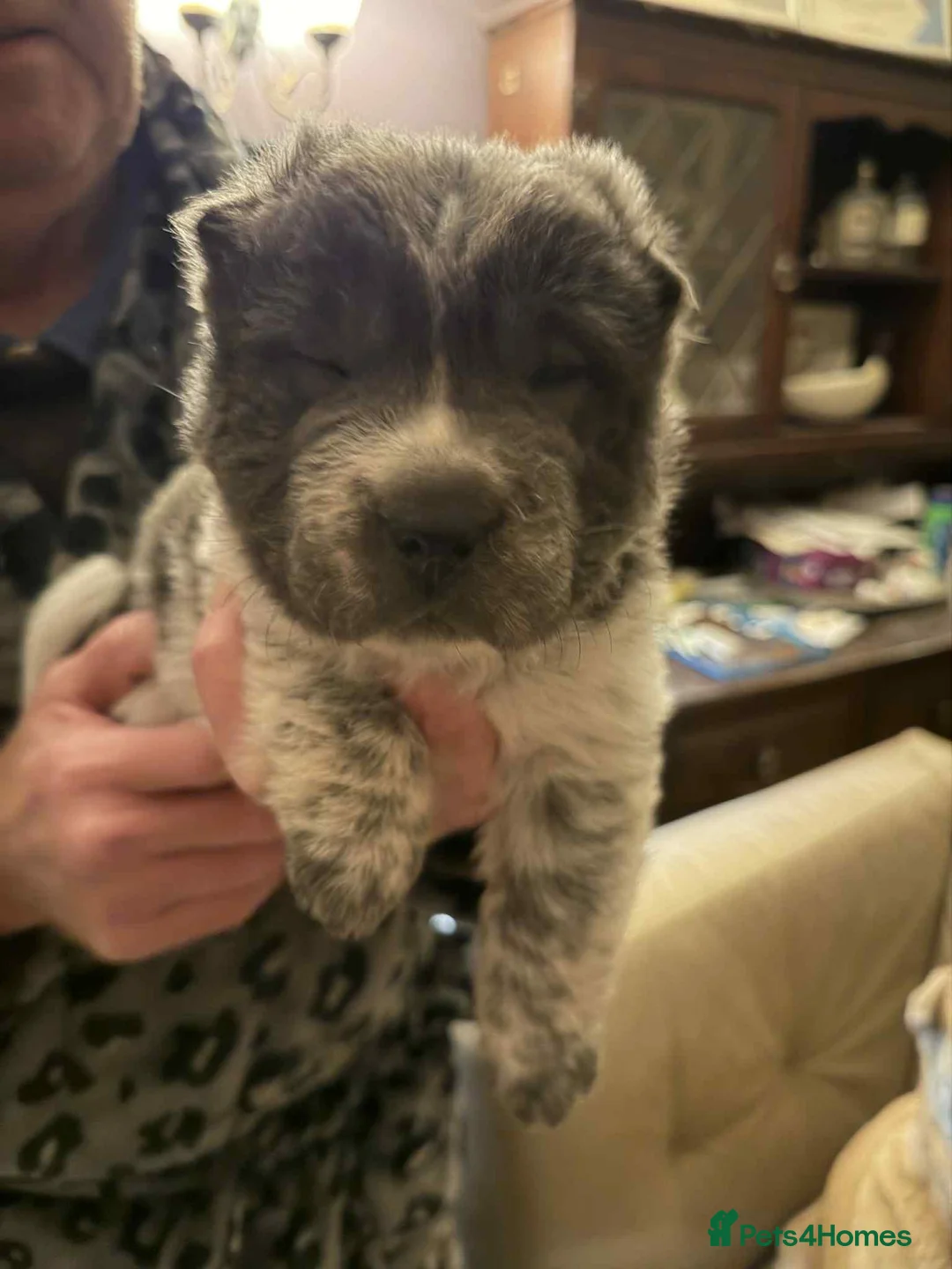 Shar Pei dogs for sale: 2 gorgeous male bear coat shar pei puppies - Advert 7