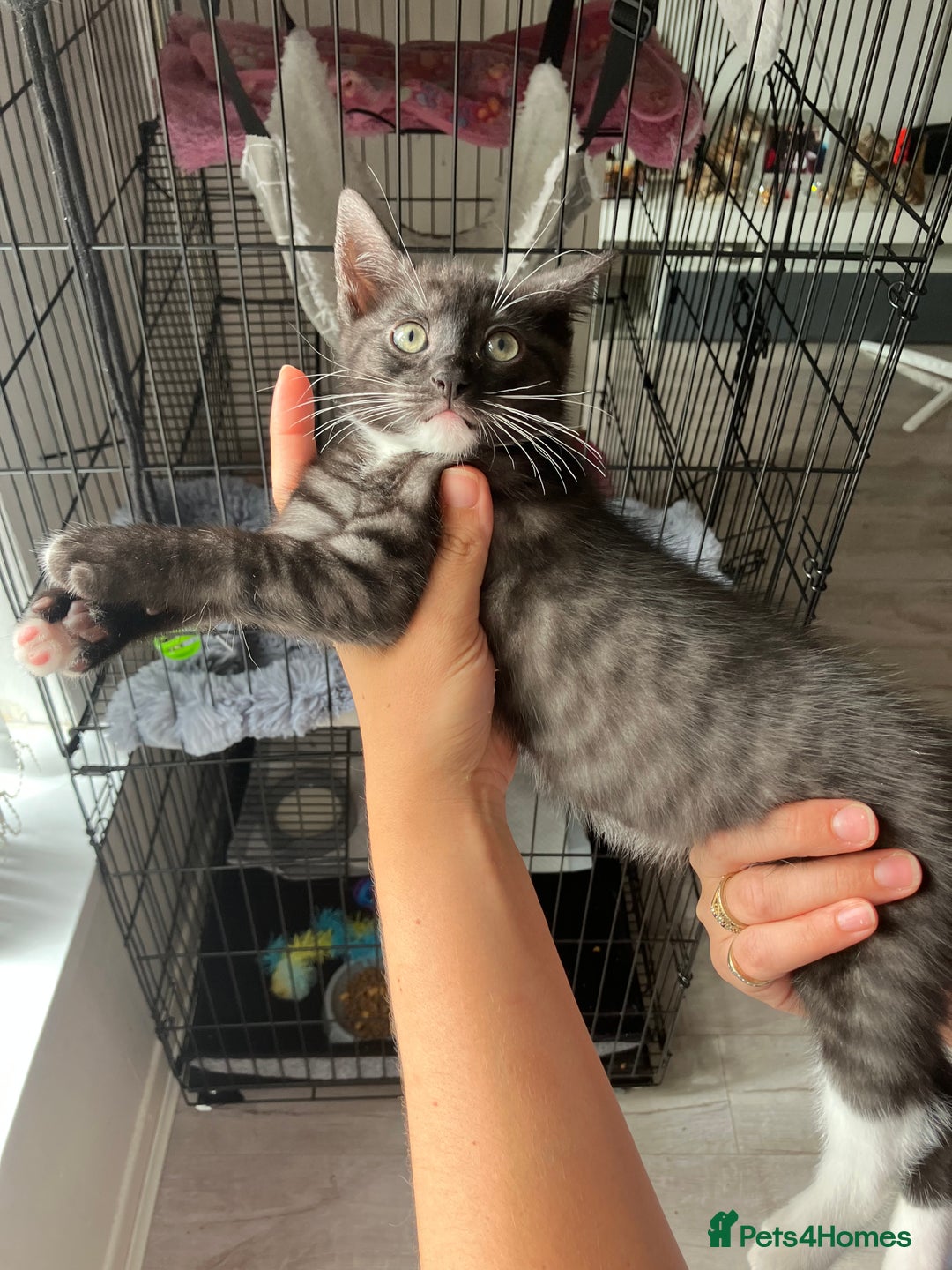 Russian Blue cats for sale: Silver tabby black tabby kittens  - Image 11