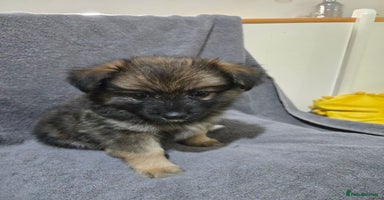 Pomchi dogs - Advert 7