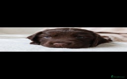 Sprocker dogs for sale: Sprocker for sale - Image 9
