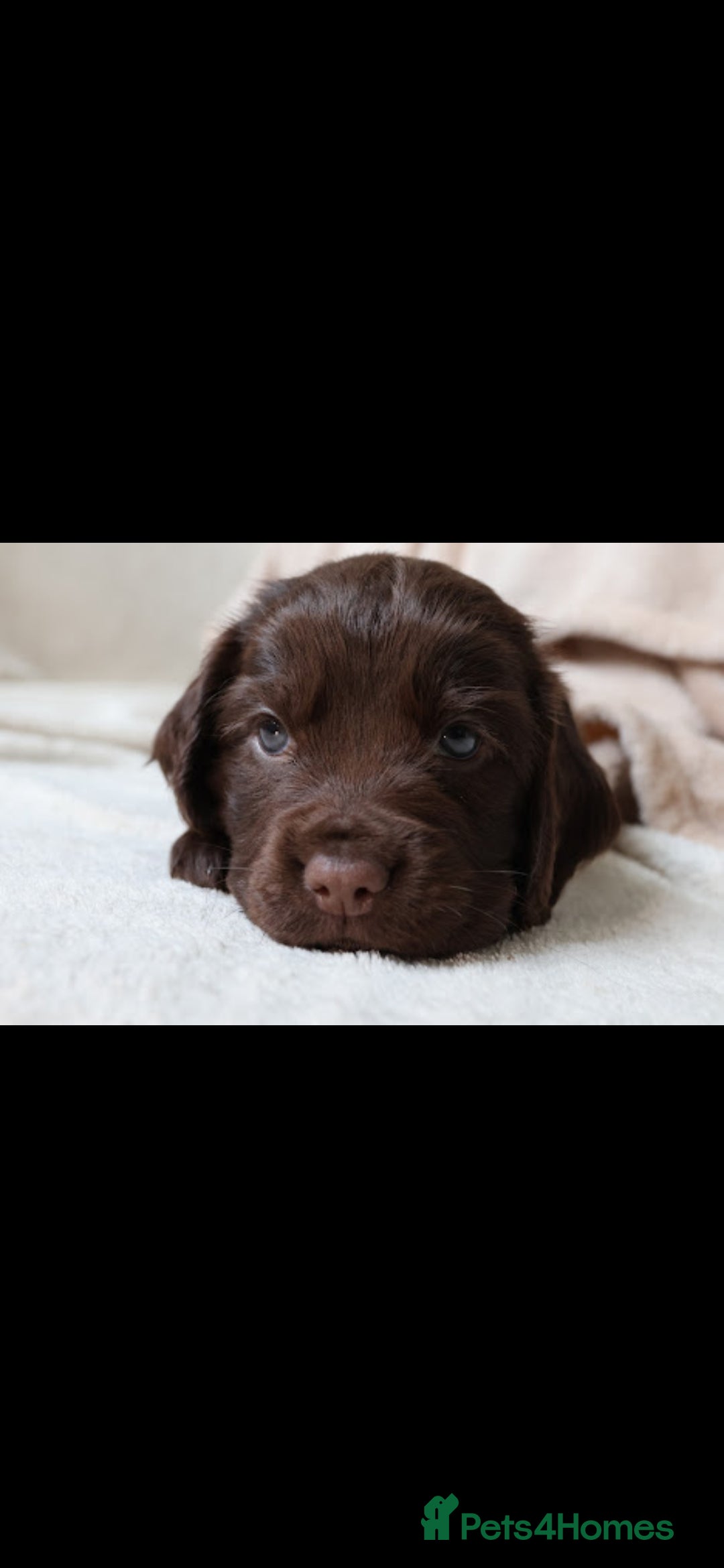 Sprocker dogs for sale: Sprocker for sale - Image 9