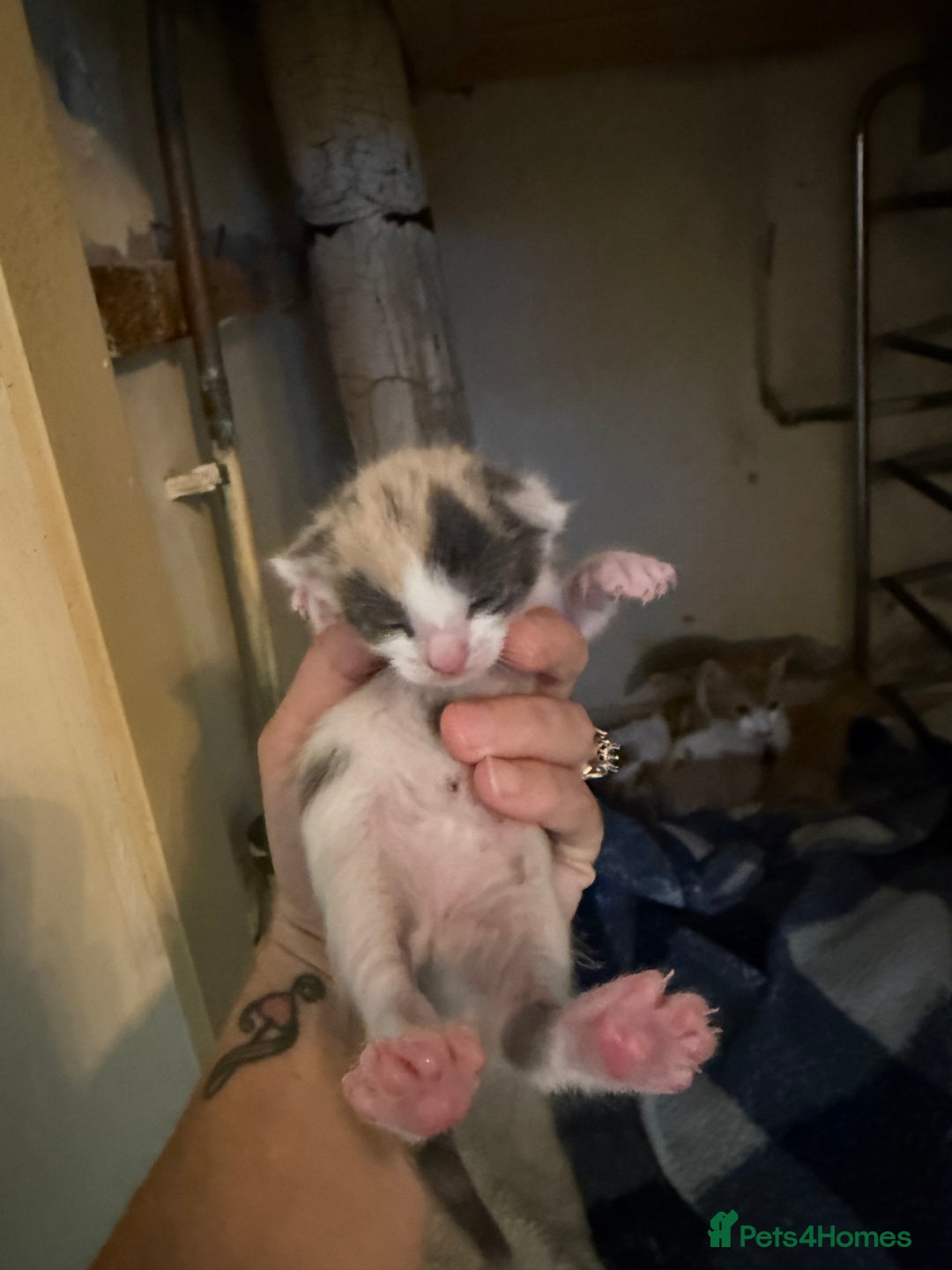 Mixed Breed cats for sale: 4 kitty’s looking for forever homes!  - Image 4