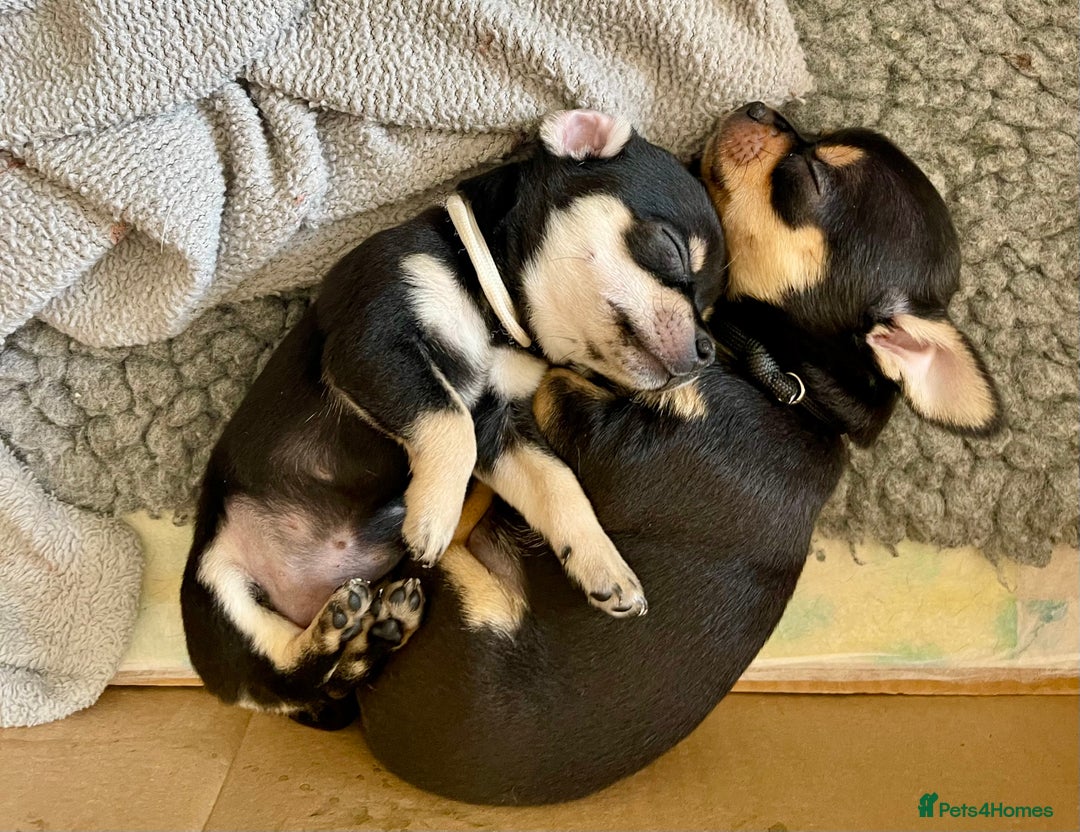 Chihuahua dogs for sale: Forever 🏡 ready KC 🇬🇧 chihuahua puppies - Image 1