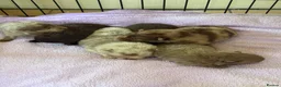 Pomeranian dogs for sale: BEAUTIFUL POMERANIAN PUPPIES - Advert 1