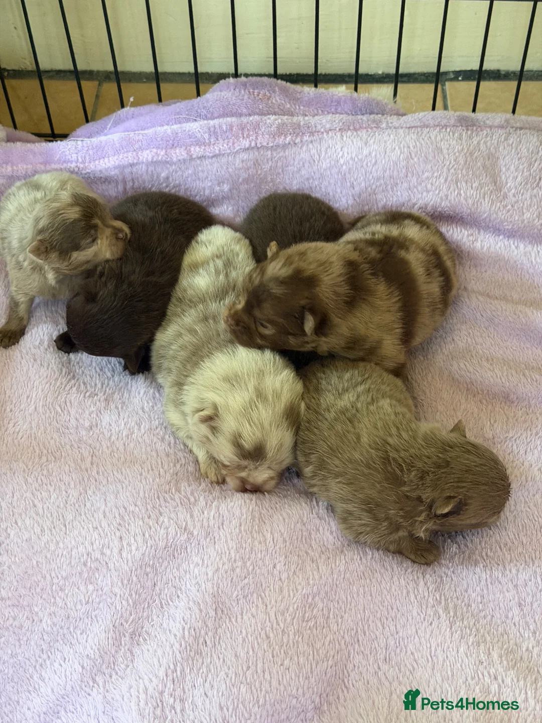 Pomeranian dogs for sale: BEAUTIFUL POMERANIAN PUPPIES - Advert 1