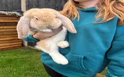 French Lop rabbits for sale: French lop rabbit - Image 1