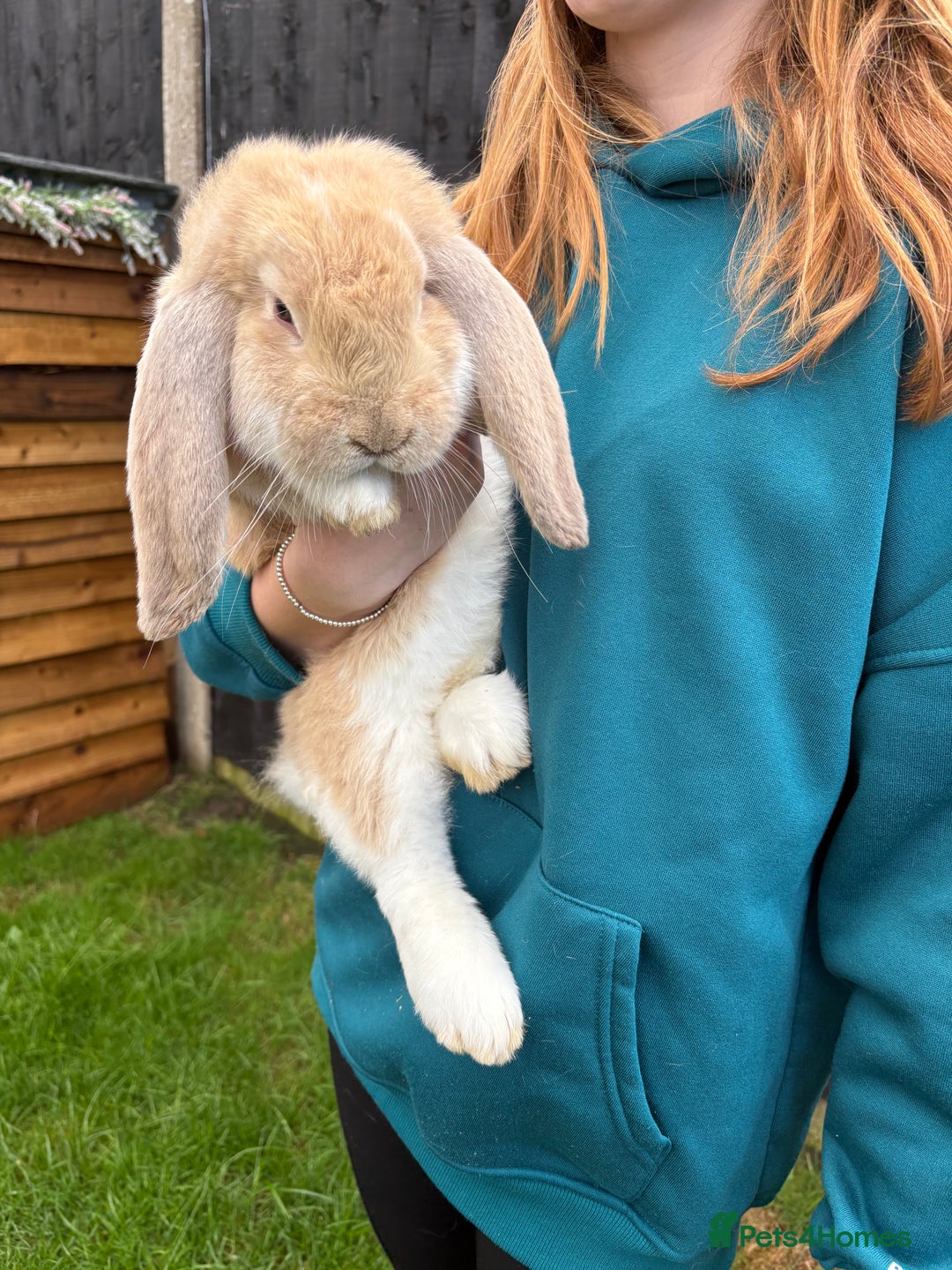 French Lop rabbits for sale: French lop rabbit - Image 1