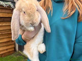 French Lop rabbits - Advert 6