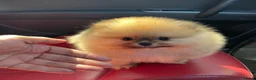 Pomeranian dogs for sale: Teddy Bear Pomeranian Girl - Ready Soon, KC Reg. - Advert 1