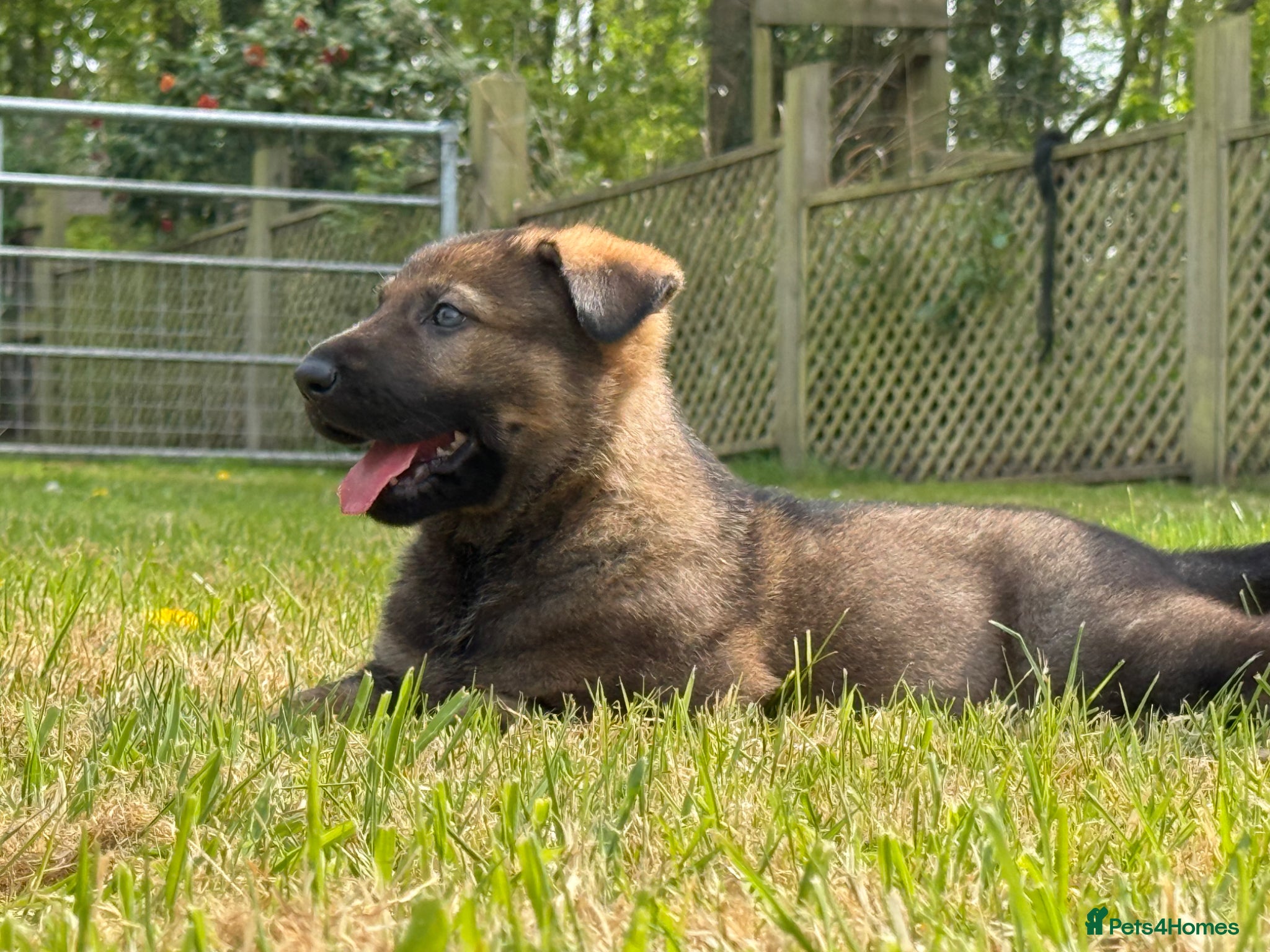 German Shepherd dogs German Shepherd dog pup - Advert 8