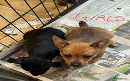 Jack Russell dogs for sale: Norwich terrier cross Jack Russell pups for sale - Image 7